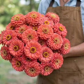 Benary's Giant Coral, Zinnia Seeds